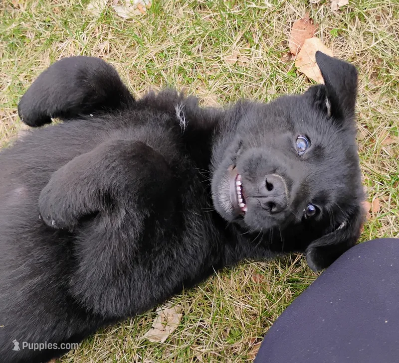 solid black male – German Shepherd Dog puppy on hold in Litchfield, MI