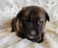 sable female, a female German Shepherd Dog for sale in Litchfield, MI – Photo 5 of 7