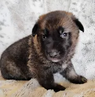 sable female, a female German Shepherd Dog for sale in Litchfield, MI – Photo 6 of 7