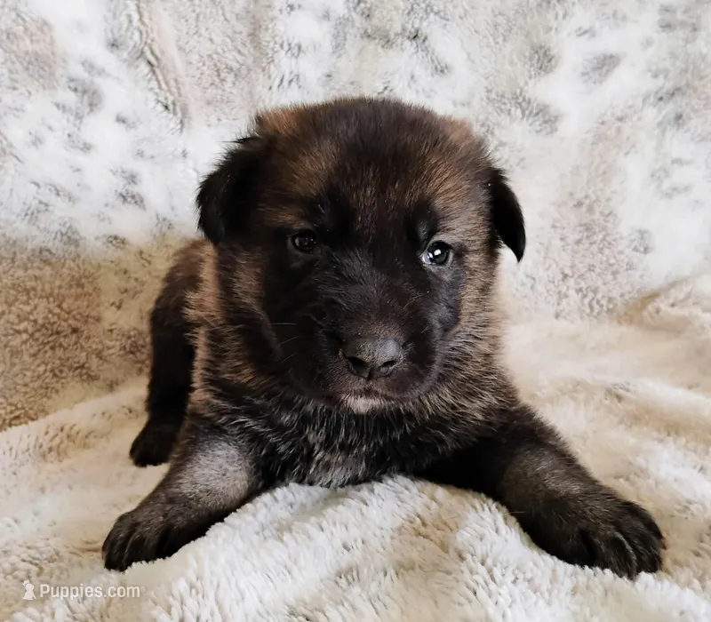 sable female – German Shepherd Dog puppy for sale in Litchfield, MI