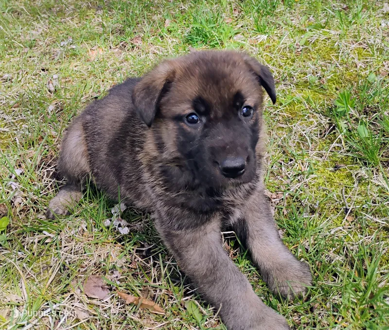 sable female, a female German Shepherd Dog for sale in Litchfield, MI – Photo 1 of 7