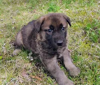 sable female, a female German Shepherd Dog for sale in Litchfield, MI – Photo 1 of 7