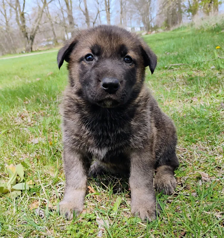 sable female – German Shepherd Dog puppy for sale in Litchfield, MI