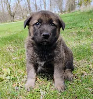 sable female, a female German Shepherd Dog for sale in Litchfield, MI – Photo 2 of 7