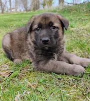 sable female, a female German Shepherd Dog for sale in Litchfield, MI – Photo 3 of 7