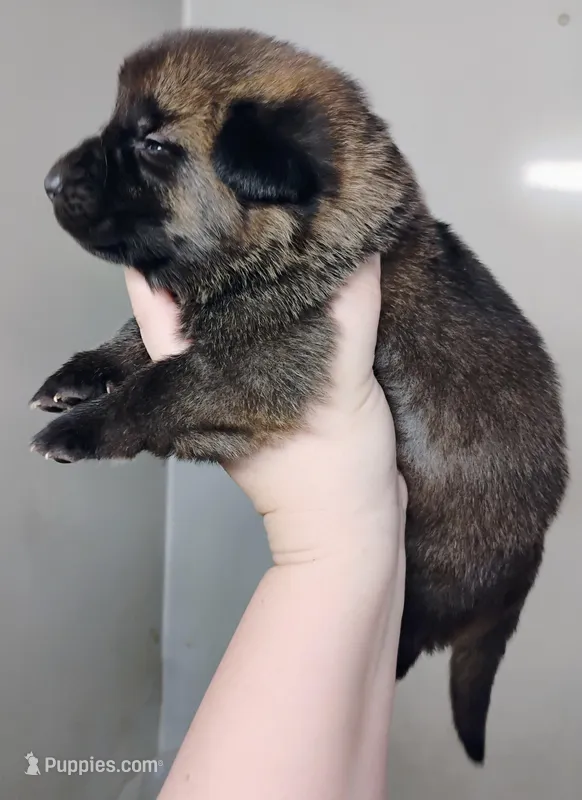 sable female – German Shepherd Dog puppy for sale in Litchfield, MI