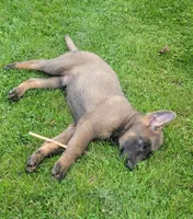Blue sable male, a male German Shepherd Dog for sale in Litchfield, MI – 6 of 10