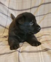 solid black male, a male German Shepherd Dog for sale in Litchfield, MI – 2 of 4