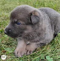 blue sable female, a female German Shepherd Dog for sale in Litchfield, MI – 2 of 3
