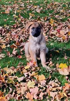 sable female, a female German Shepherd Dog for sale in Litchfield, MI – 6 of 8