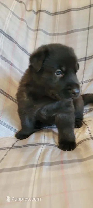 solid black male – German Shepherd Dog puppy for sale in Litchfield, MI
