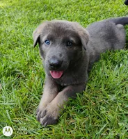 Blue sable male, a male German Shepherd Dog for sale in Litchfield, MI – 6 of 10