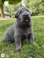 Blue sable male, a male German Shepherd Dog for sale in Litchfield, MI – 2 of 3