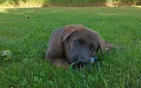 Blue sable male, a male German Shepherd Dog for sale in Litchfield, MI – 3 of 10