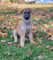 sable female, a female German Shepherd Dog for sale in Litchfield, MI – 2 of 8