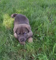 Blue sable male, a male German Shepherd Dog for sale in Litchfield, MI – 10 of 10