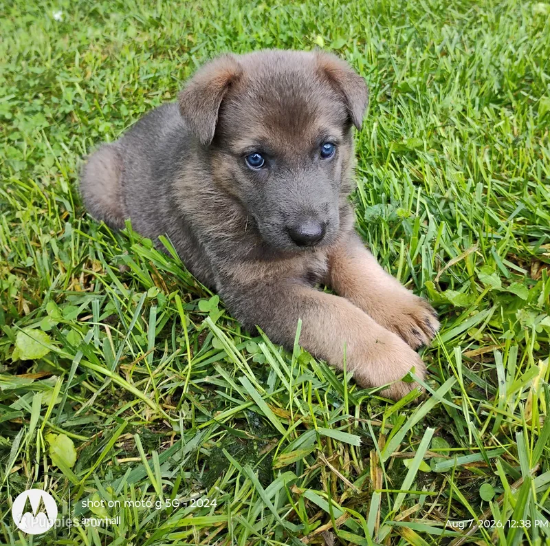 blue sable female – German Shepherd Dog puppy for sale in Litchfield, MI