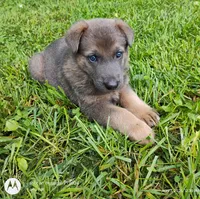 blue sable female, a female German Shepherd Dog for sale in Litchfield, MI – 5 of 10