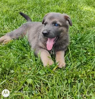 blue sable female, a female German Shepherd Dog for sale in Litchfield, MI – 7 of 10