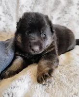 black and tan 2, a female German Shepherd Dog for sale in Litchfield, MI – Photo 4 of 7