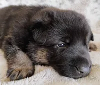 black and tan 2, a female German Shepherd Dog for sale in Litchfield, MI – Photo 6 of 7