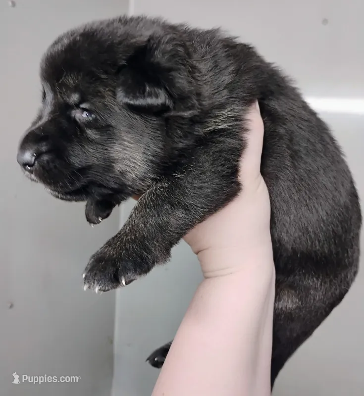 black and tan 2, a female German Shepherd Dog for sale in Litchfield, MI – Photo 1 of 1