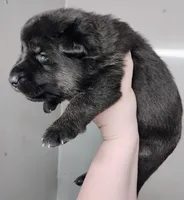 black and tan 2, a female German Shepherd Dog for sale in Litchfield, MI – Photo 7 of 7