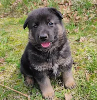 black and tan 2, a female German Shepherd Dog for sale in Litchfield, MI – 2 of 9