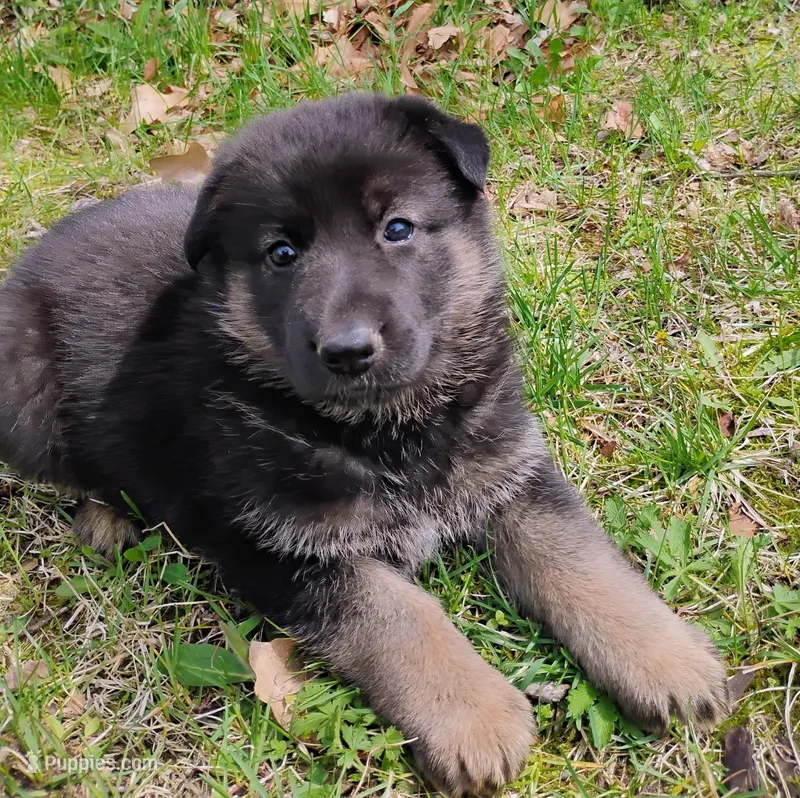 black and tan 2, a female German Shepherd Dog for sale in Litchfield, MI – Photo 1 of 7