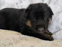 black and tan 2, a female German Shepherd Dog for sale in Litchfield, MI – Photo 5 of 7