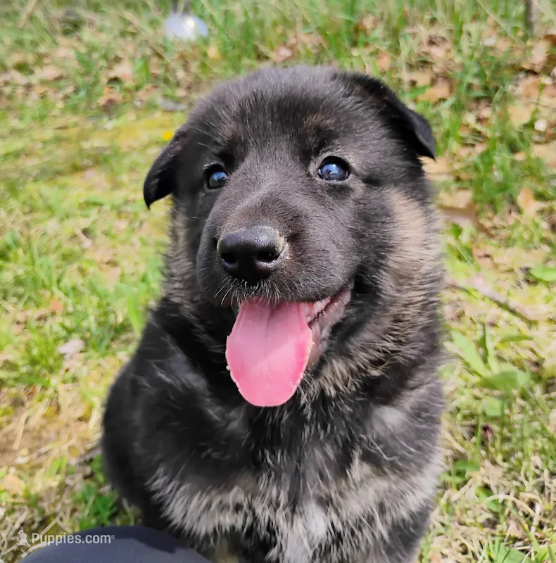 black and tan 2 – German Shepherd Dog puppy for sale in Litchfield, MI