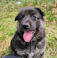 black and tan 2, a female German Shepherd Dog for sale in Litchfield, MI – Photo 2 of 7