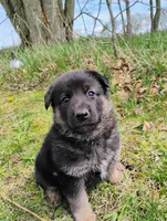 black and tan 2, a female German Shepherd Dog for sale in Litchfield, MI – Photo 3 of 7