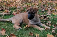 sable female, a female German Shepherd Dog for sale in Litchfield, MI – 4 of 8