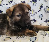 dark sable female 2, a female German Shepherd Dog for sale in Litchfield, MI – Photo 3 of 5