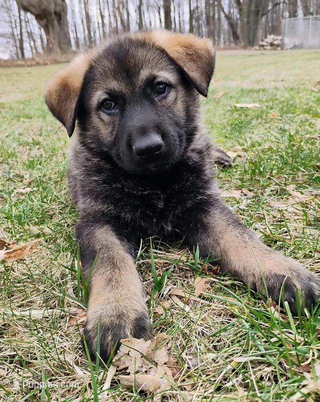 dark sable female 2 – German Shepherd Dog puppy for sale in Litchfield, MI