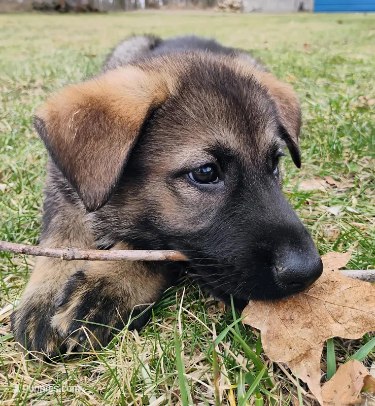 dark sable female 2 – German Shepherd Dog puppy for sale in Litchfield, MI