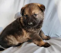 dark sable female 2, a female German Shepherd Dog for sale in Litchfield, MI – Photo 5 of 5