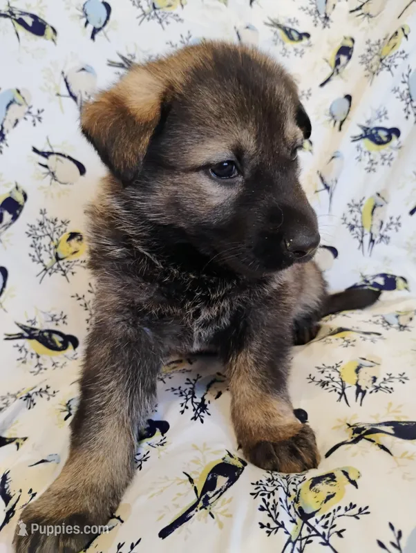 dark sable female 2, a female German Shepherd Dog for sale in Litchfield, MI – Photo 1 of 5