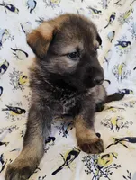 dark sable female 2, a female German Shepherd Dog for sale in Litchfield, MI – Photo 1 of 5