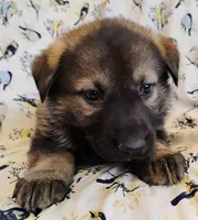 dark sable female 2, a female German Shepherd Dog for sale in Litchfield, MI – Photo 2 of 5