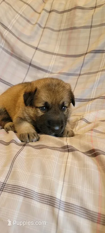 sable female – German Shepherd Dog puppy for sale in Litchfield, MI
