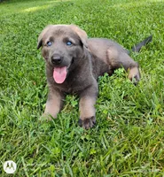Blue sable male, a male German Shepherd Dog for sale in Litchfield, MI – 7 of 10