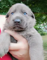 Blue sable male 2, a male German Shepherd Dog for sale in Litchfield, MI – 3 of 3