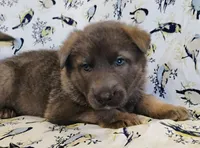 Blue sable male, a male German Shepherd Dog for sale in Litchfield, MI – Photo 3 of 5