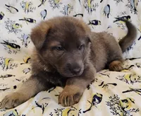 Blue sable male, a male German Shepherd Dog for sale in Litchfield, MI – Photo 1 of 5