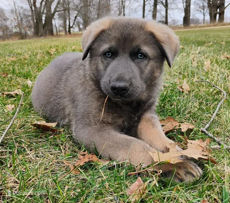 Blue sable male – German Shepherd Dog puppy for sale in Litchfield, MI
