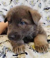 Blue sable male, a male German Shepherd Dog for sale in Litchfield, MI – Photo 2 of 5