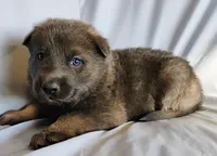 Blue sable male, a male German Shepherd Dog for sale in Litchfield, MI – Photo 5 of 5