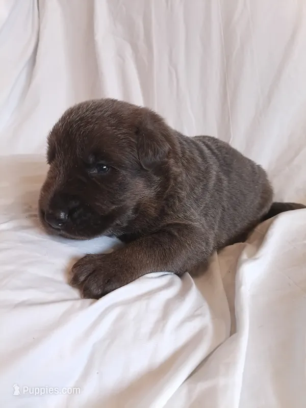 blue and tan male  – German Shepherd Dog puppy for sale in Litchfield, MI